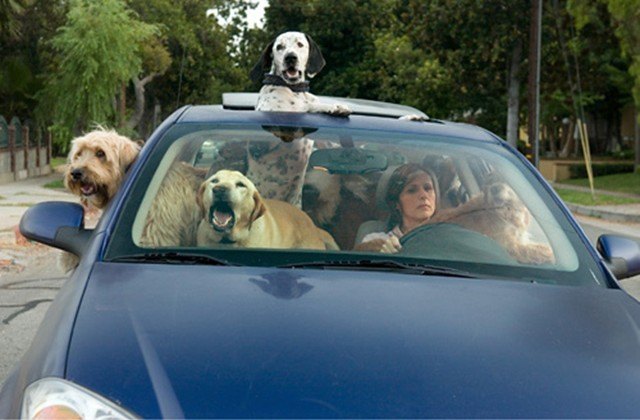 Poll: Pets Are Another Distraction While Driving