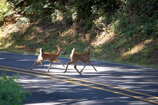 d oh a deer tips for avoiding car collisions with deer this fall