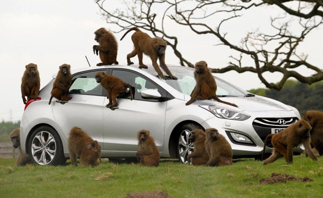 hyundai i30 survives baboon encounter unscathed video