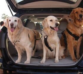 New Jersey Pets Need to Buckle Up, Drivers Can Face $1000 Fines