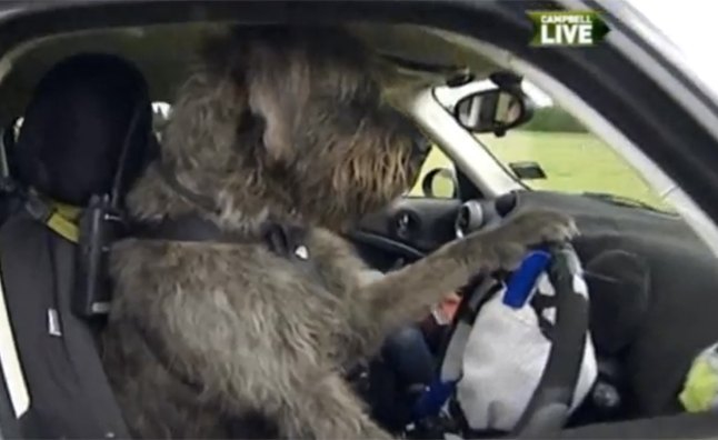 dog trainer teaches man s best friend to drive video