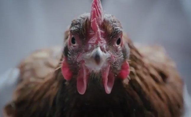 Jaguar Thumbs Nose at Mercedes in Chicken Ad Parody