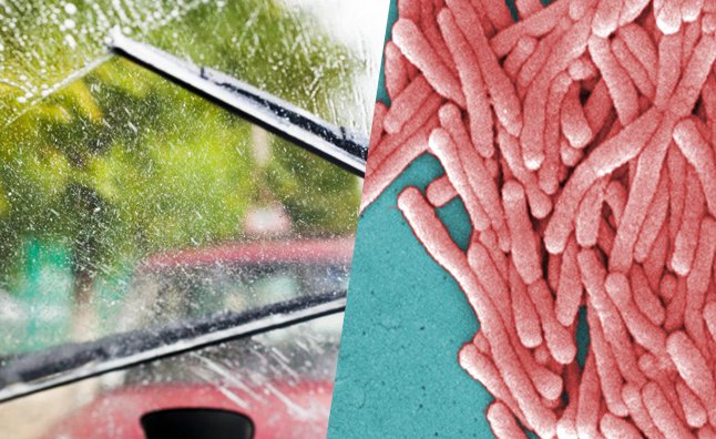 Windshield Washer Fluid Can Harbor Deadly Bacteria