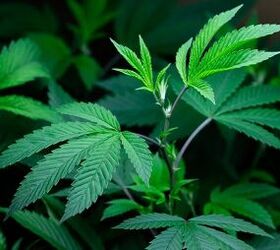 Marijuana Use Linked to Increase in Fatal Crashes