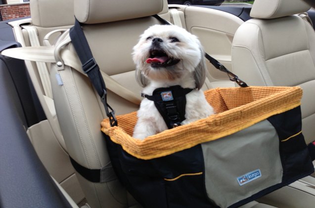 what pet owners need to look for when buying a car