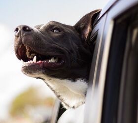 what pet owners need to look for when buying a car
