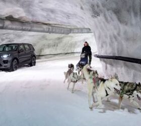 Discovery Sport Goes Racing Against… Dogs