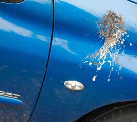 What to Do When Birds Wreck Your Car's Paint Job