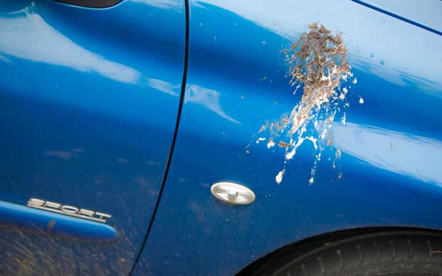 10 things that can seriously mess up your car s paint