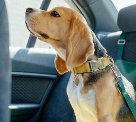 Dog Car Seat Belt – Paw Roll
