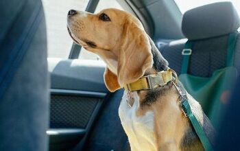 Top 10 Best Dog Seat Belts