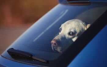 How To Dog-Proof Your Car