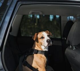 Top 6 Cars For Dog Owners