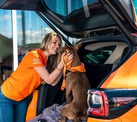 pets are prompting people to drive instead of fly this holiday season