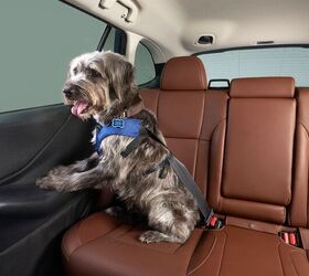 pets are prompting people to drive instead of fly this holiday season