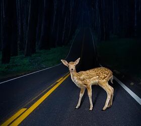 AAA Study Reveals the Hidden Danger of Swerving to Avoid Deer
